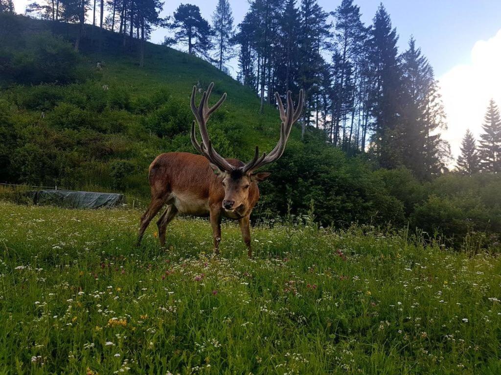 Hotel Alpina Regina Biberwier Dış mekan fotoğraf